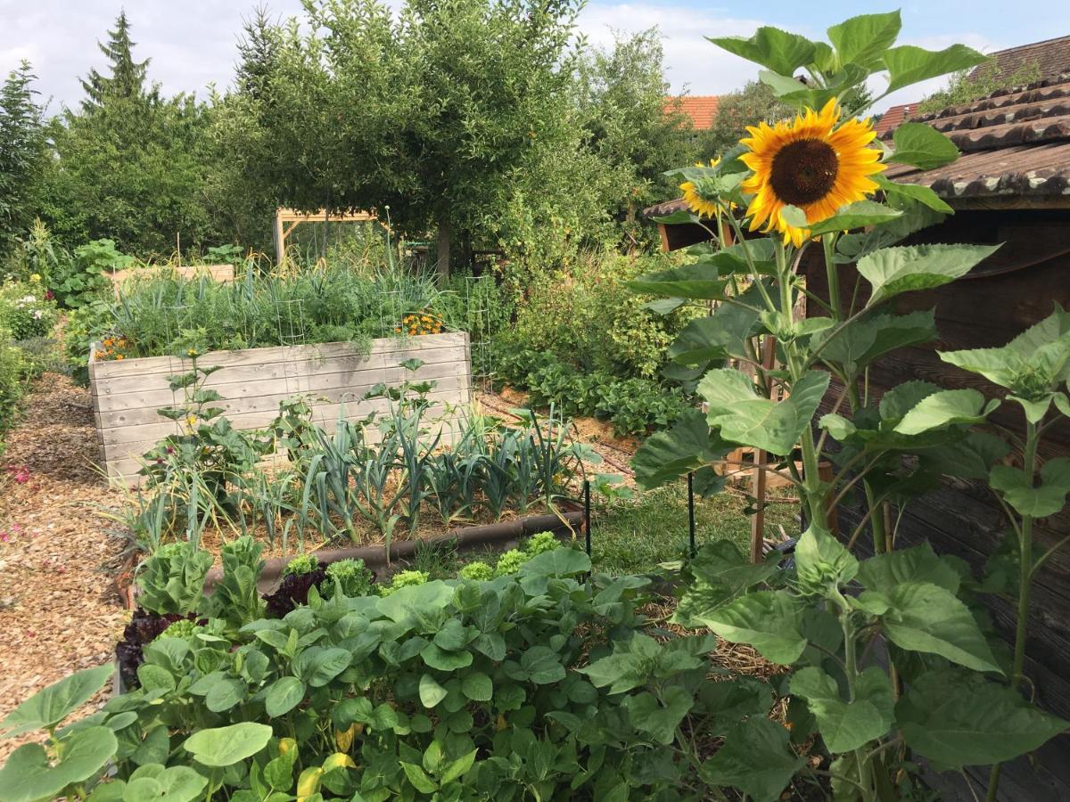 Ferienhaus Mit Naturgarten Dachsen Dış mekan fotoğraf
